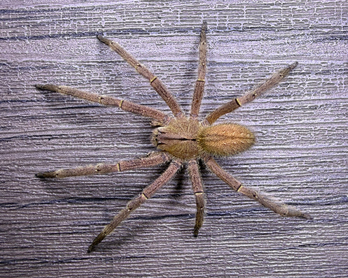 Phoneutria depilata (depilated wandering spider) 0.5"
