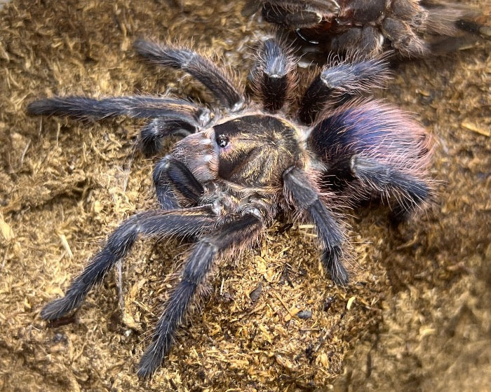Phormictopus auratus (Cuban bronze tarantula) 0.5"