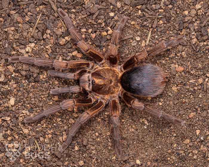 A mature female Phormictopus auratus, a tarantula species known as the Cuban bronze tarantula, poses on sandy clay.