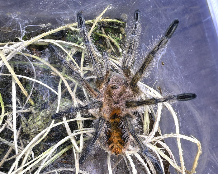 Phrixotrichus scrofa (Chilean copper tarantula) 0.5"