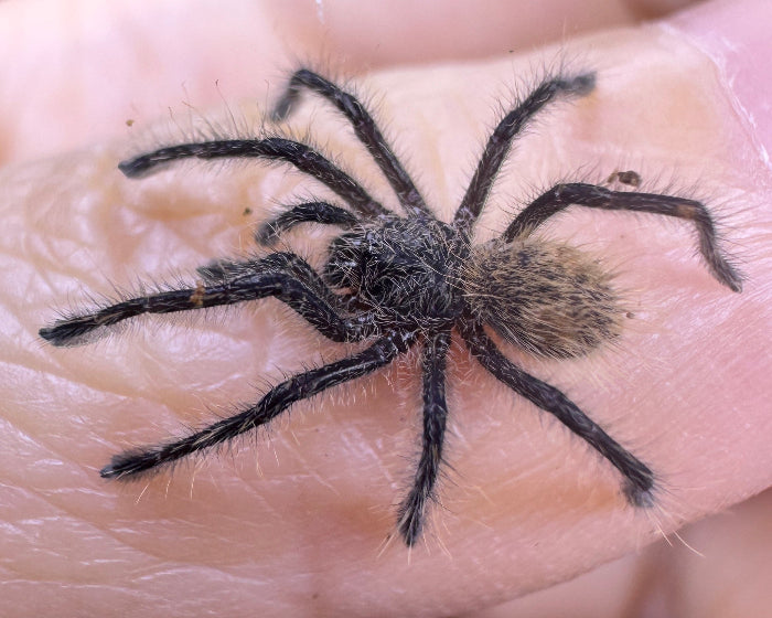 Phrixotrichus vulpinus (Chilean ocelot tarantula) 0.5"