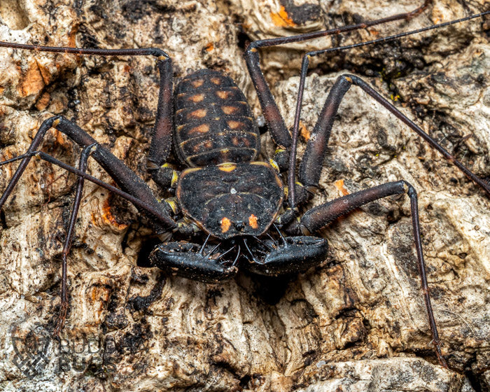 A young Phrynus whitei, a White's tailless whip spider, poses on a piece of natural cork bark.