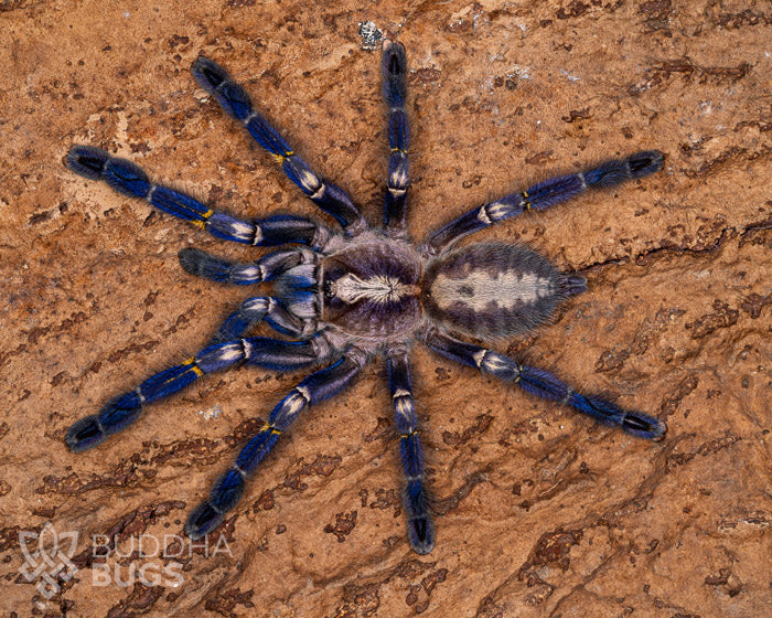 An adult female Poecilotheria metallica, also known as a Gooty sapphire ornamental tarantula, poses on a piece of natural cork bark.