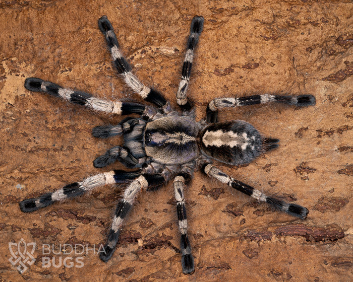 FREE w/ orders $500+. Poecilotheria miranda (Bengal ornamental tarantula) 0.75"
