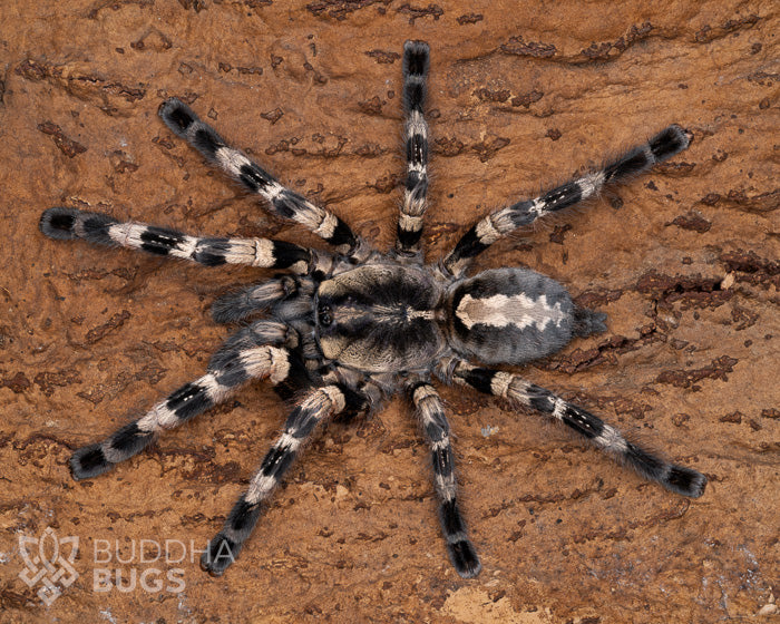 Poecilotheria tigrinawesseli (Wessel's tiger ornamental tarantula) 0.75"