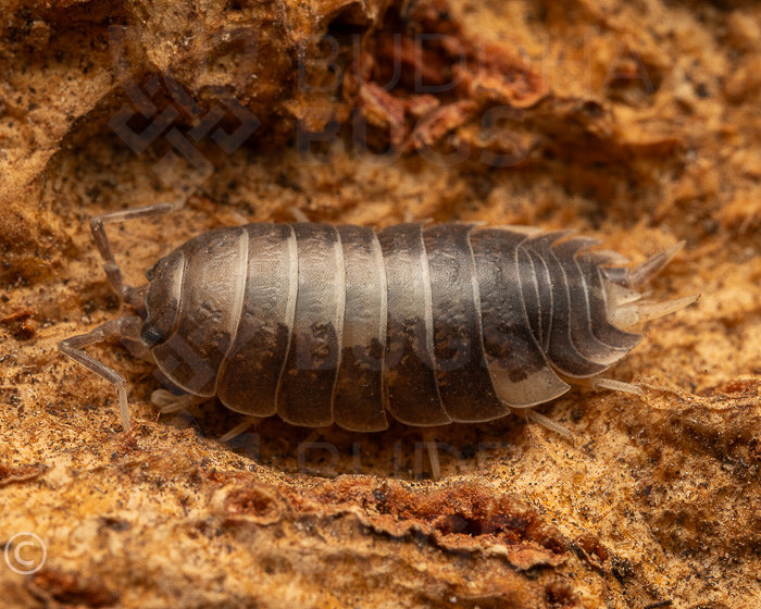 Porcellio aff. laevis 'milkback' (swift woodlouse) 12ct