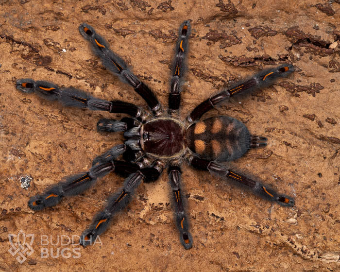 A female Psalmopoeus irminia, a Venezuelan suntiger tarantula, poses on natural cork bark.