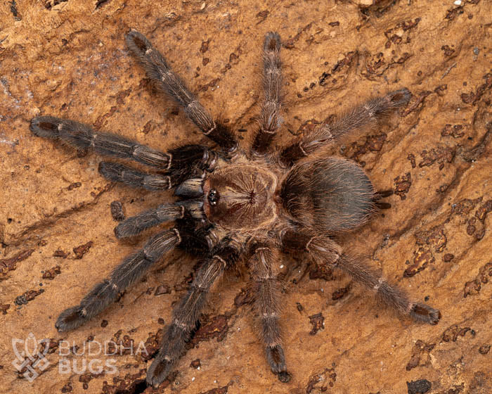 A female Psalmopoeus reduncus, a Costa Rican orange mouth tarantula, poses on natural cork bark.
