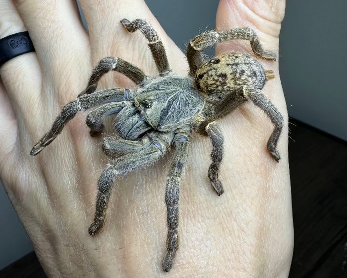 Pterinochilus lugardi (Dodoma baboon tarantula) 0.5"