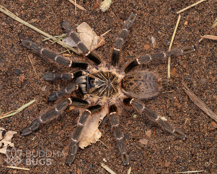 A mature female Pterinochilus murinus ‘Kigoma’, a locality color form of the tarantula species known as the Usambara baboon tarantula, poses on sandy clay.