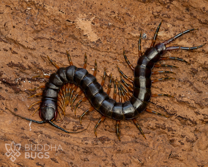 A mature Scolopendra galapagoensis 'dark', a color morph of the centipede species known as the Galápagos centipede, poses on bark.