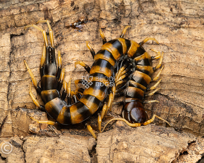 Scolopendra subspinipes 'piceoflava' (Sulawesi yellow-legged centipede –  Buddha Bugs