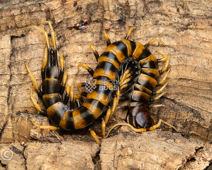Scolopendra subspinipes 'piceoflava' (Sulawesi yellow-legged centipede) 3.75”