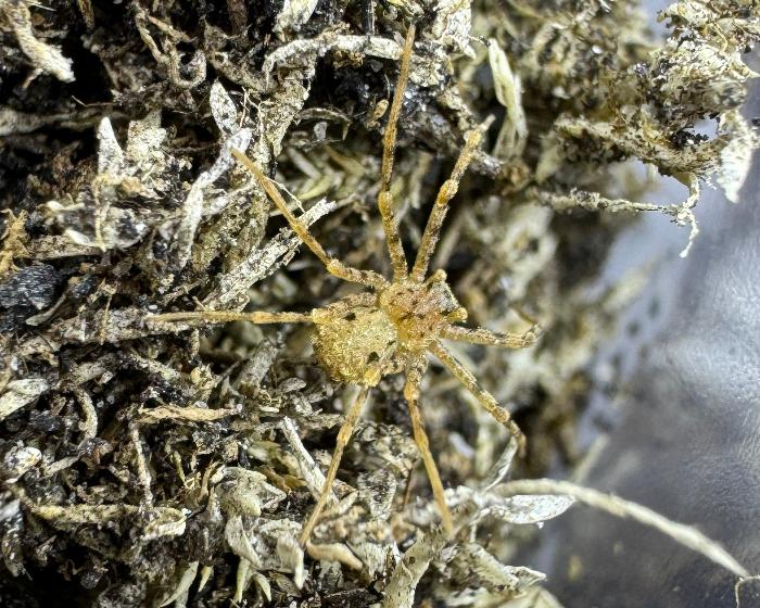 Sicarius gracilis (slender six-eyed sand spider) 0.75"