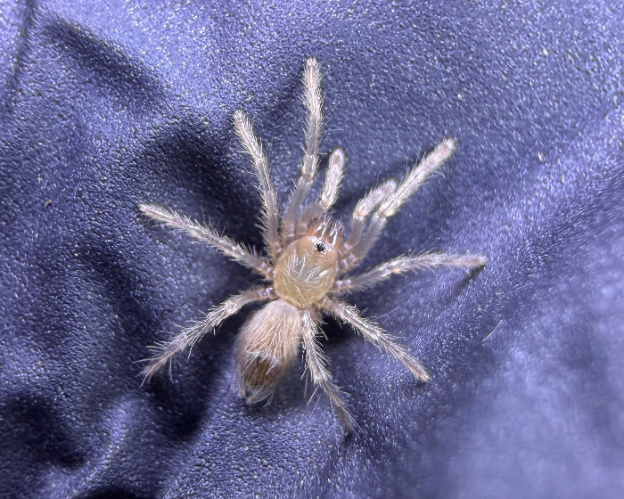 Spinosatibiapalpus sp. 'Colombia', formerly Pseudhapalopus sp. 'Colombia' (Colombian blue and gold dwarf tarantula) 0.25"