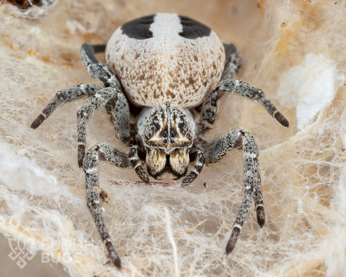Stegodyphus lineatus (lined velvet spider) 0.125"