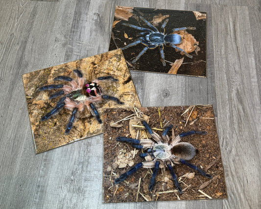 Photography art prints