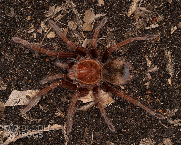 Theraphosa apophysis (pink-footed goliath bird-eating tarantula) 1.25