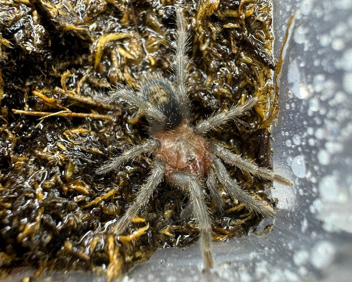 Ewok cyaneolus 'blue', formerly Thrixopelma cyaneolum (cobalt red rump tarantula) 0.5"