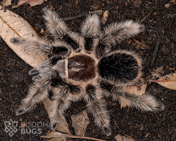 Tliltocatl albopilosus (curly hair tarantula) 0.33"