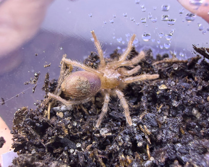 Tliltocatl schroederi (Mexican black velvet tarantula) 0.5"