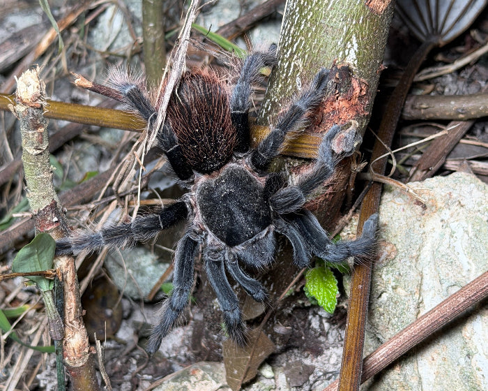 FREE w/ orders $100+. Tliltocatl vagans (Mexican red rump tarantula) 0.5"