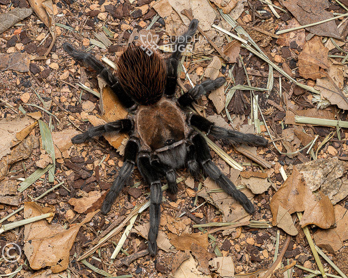 Tliltocatl verdezi (Mexican rose grey tarantula) 0.5"