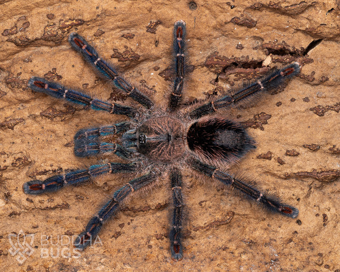 A mature female Ybyrapora diversipes, a tarantula species known as the Amazon sapphire tarantula, poses on natural bark.