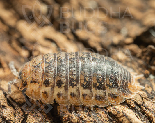 Agabiformius lentus