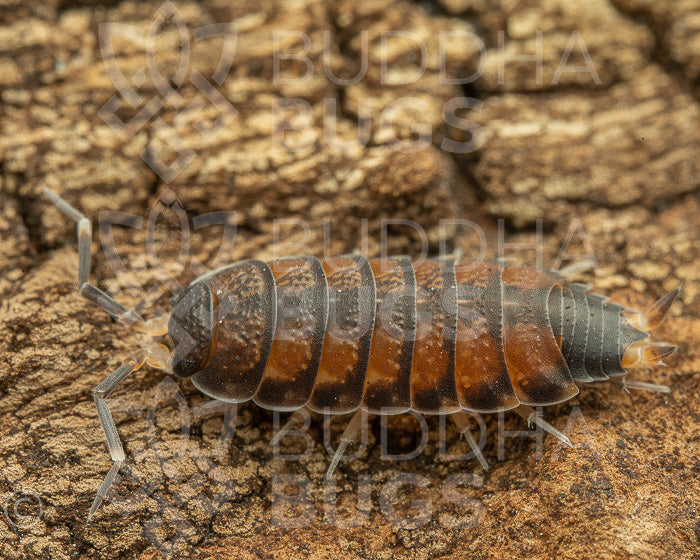 Agnara madagascariensis Northern Thailand Philoscia sp Thai male isopod