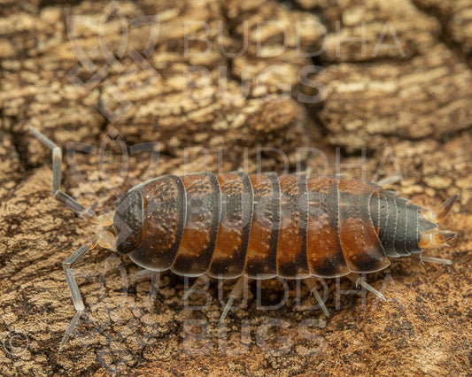 Agnara madagascariensis Northern Thailand Philoscia sp Thai male isopod