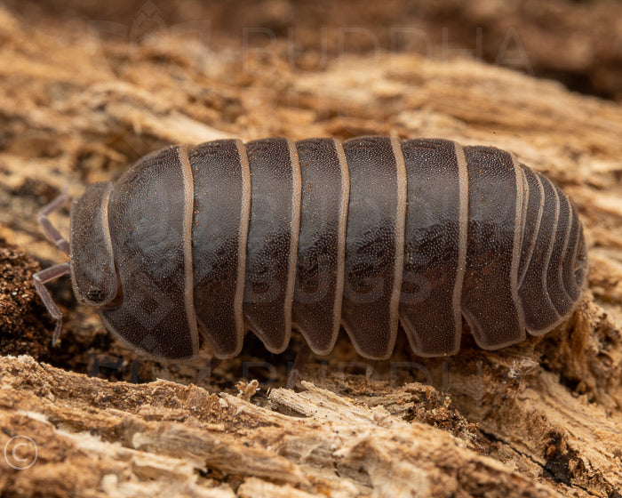 Armadillo officinalis 'Spain'