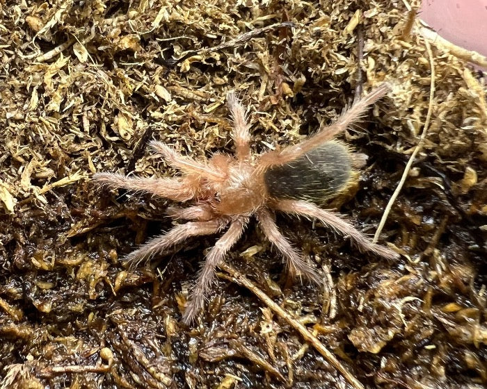 Euathlus truculentus 'blue' (blue femur tarantula) 0.75"