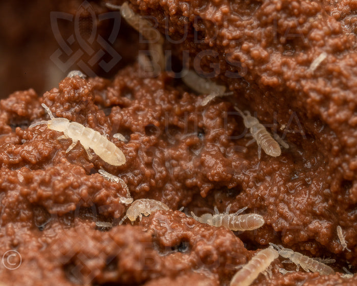 Folsomia candida (temperate white springtails) 100 ct