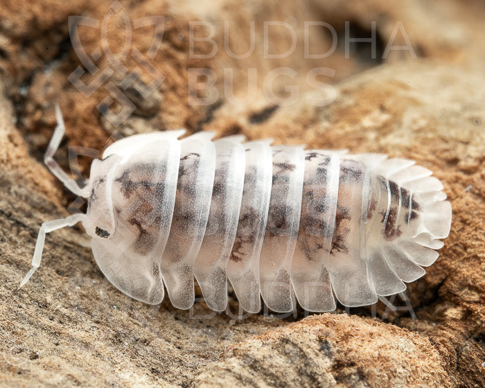 Nesodillo arcangelii 'shiro utsuri / Cubaris sp. 'shiro utsuri