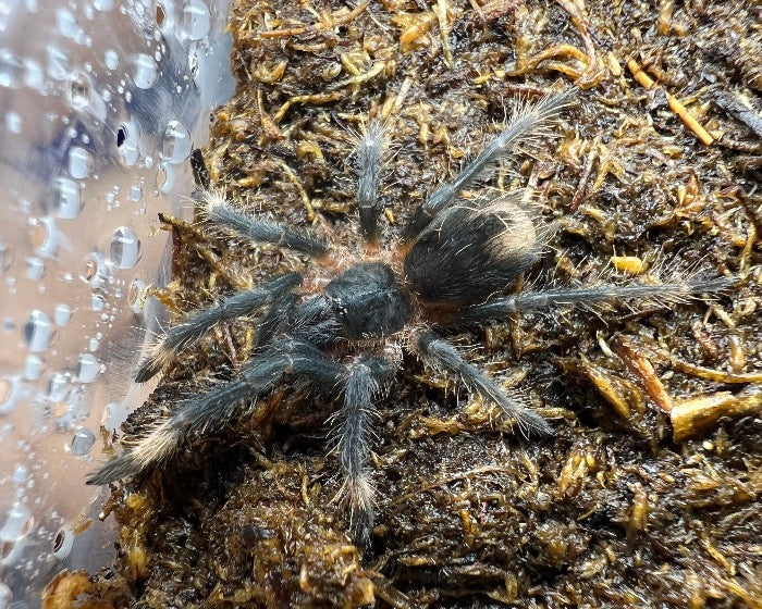 Sericopelma sp. 'Santa Catalina' (Santa Catalina orange tarantula) 0.75"