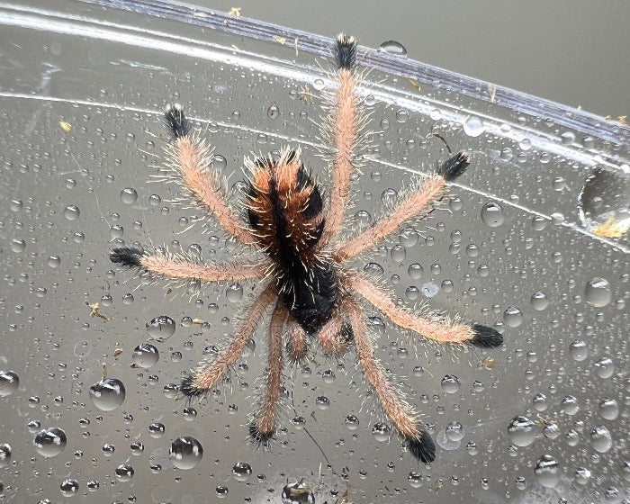Avicularia avicularia morphotype 1 (common pink-toed tarantula) 0.75"