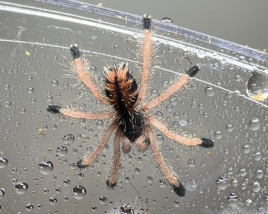 Avicularia avicularia morphotype 1 (common pink-toed tarantula) 0.75"