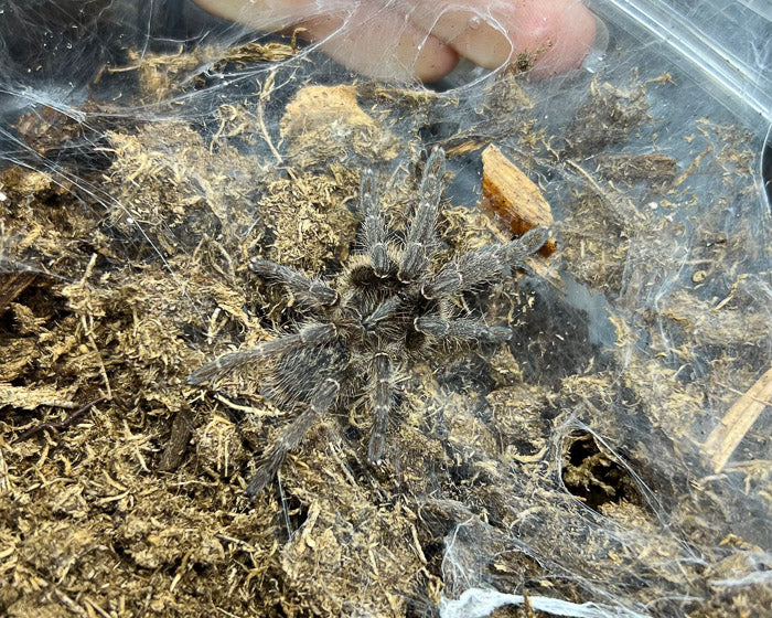 Ceratogyrus marshalli (straight horned baboon tarantula) 0.5"