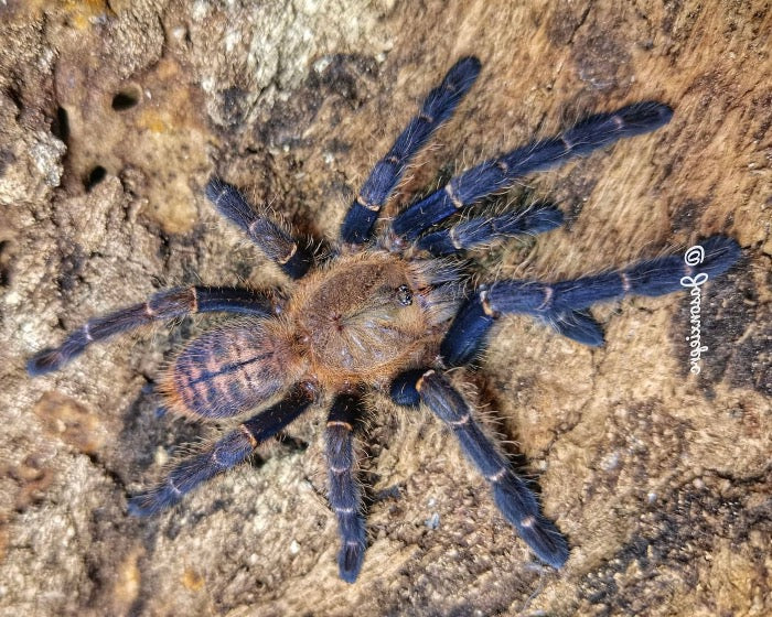 malaysian tarantula