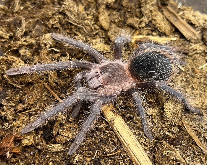 Lasiodora parahybana (salmon pink bird-eating tarantula) 1"