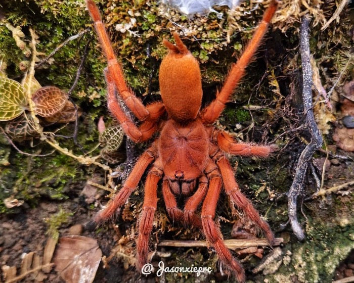 Selenobrachys philippinus, formerly Orphnaecus philippinus (Philippine tangerine tarantula) 0.75"