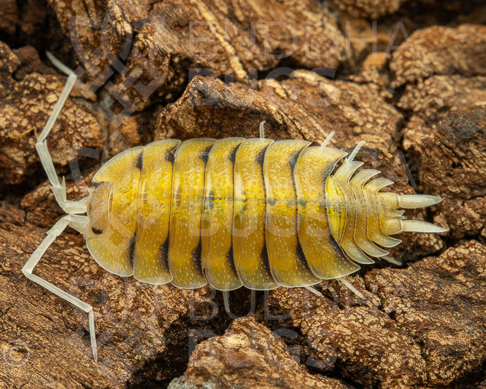 Porcellio bolivari