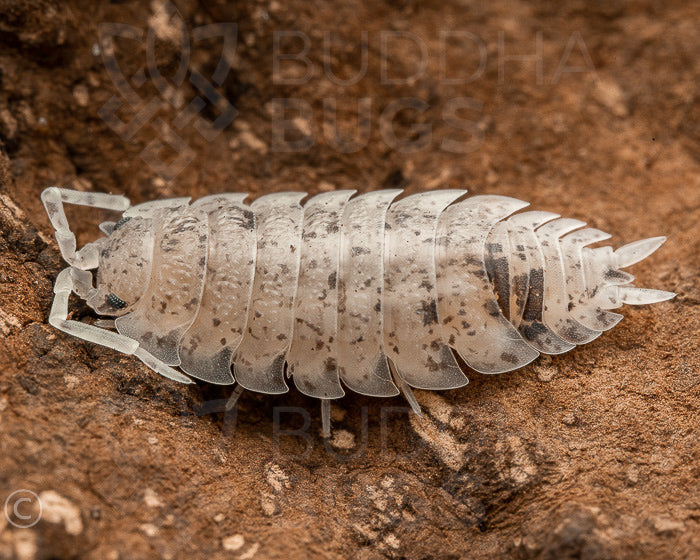 Porcellio scaber 'dalmatian' (common rough woodlouse) 12ct
