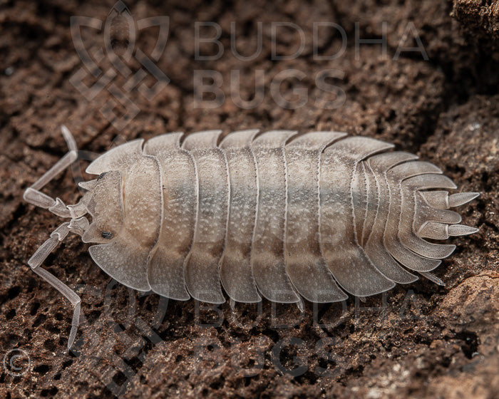 Porcellio spatulatus (spatulate woodlouse) 6ct