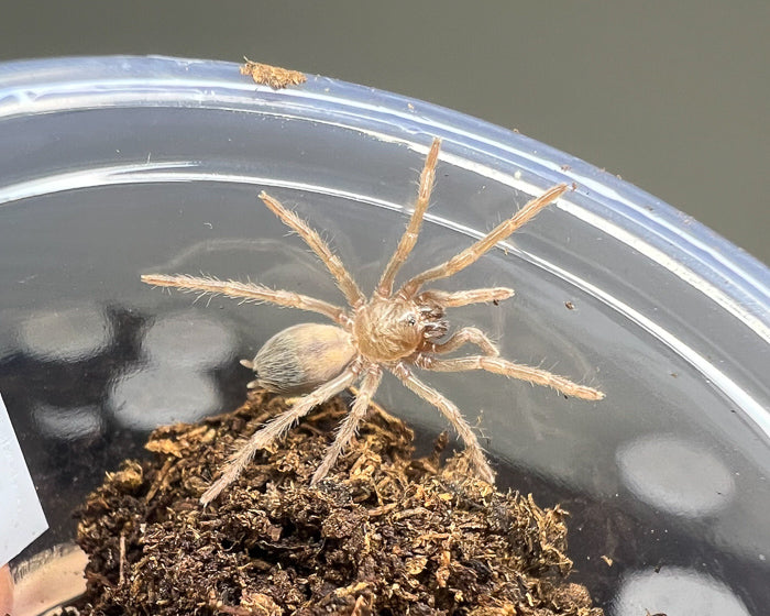 Spinosatibiapalpus sp. 'blue', formerly Pseudhapalopus sp. 'blue' (Colombian blue dwarf tarantula) 0.25"