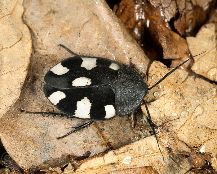 Therea bernhardti (Indian domino cockroach)