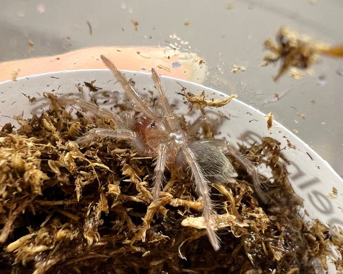 Thrixopelma pruriens (Peruvian green velvet tarantula) 0.33"