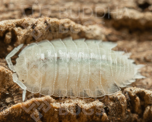 Trichorhina tomentosa (dwarf white isopod) 30+ct