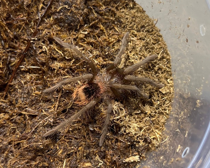 Xenesthis immanis (Colombian lesser black tarantula) 1.5"
